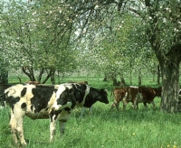 Kühe im Streuobst